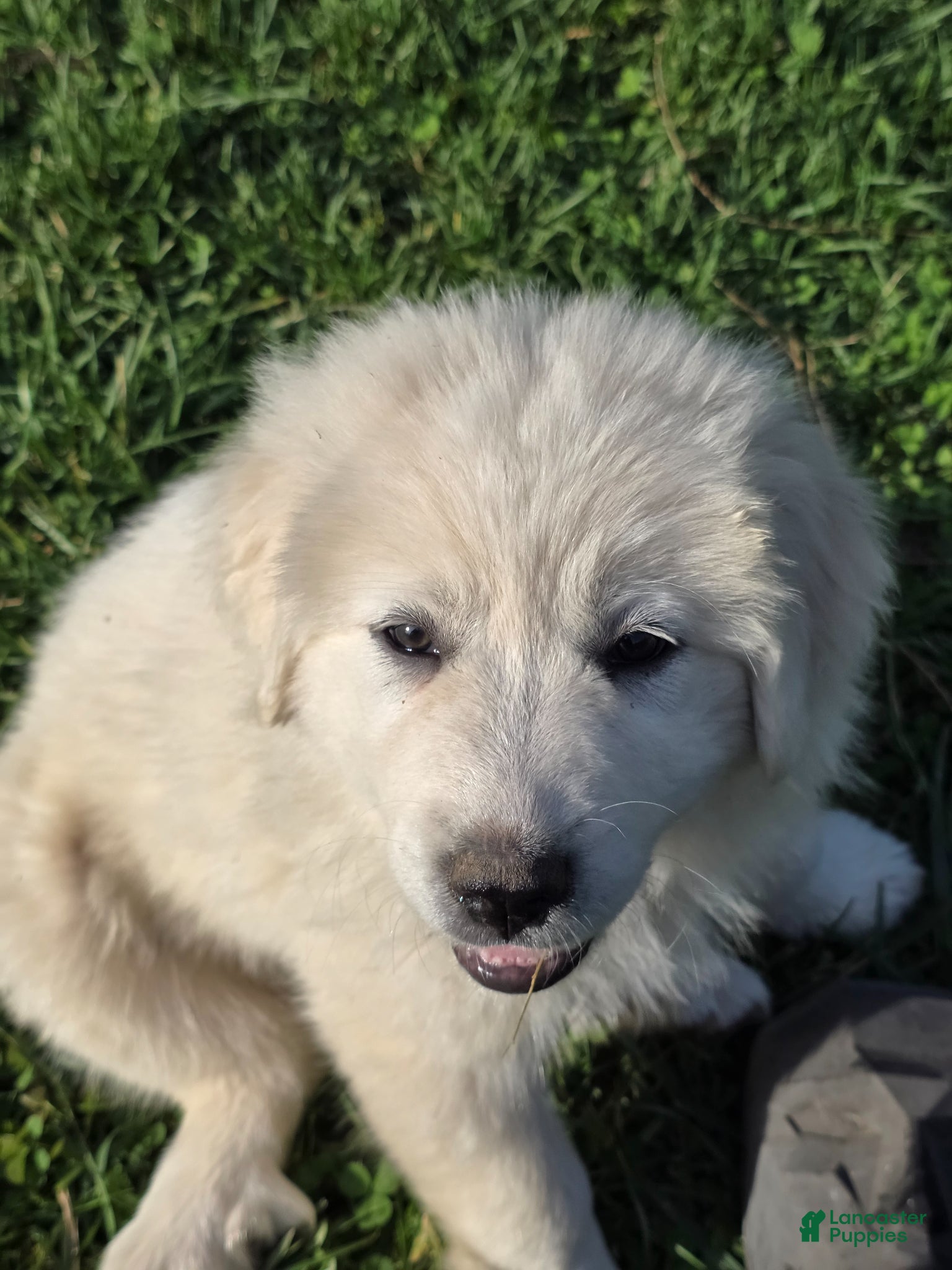 Great Pyrenees dogs Great Pyrenees Puppy 3 - Ad 12