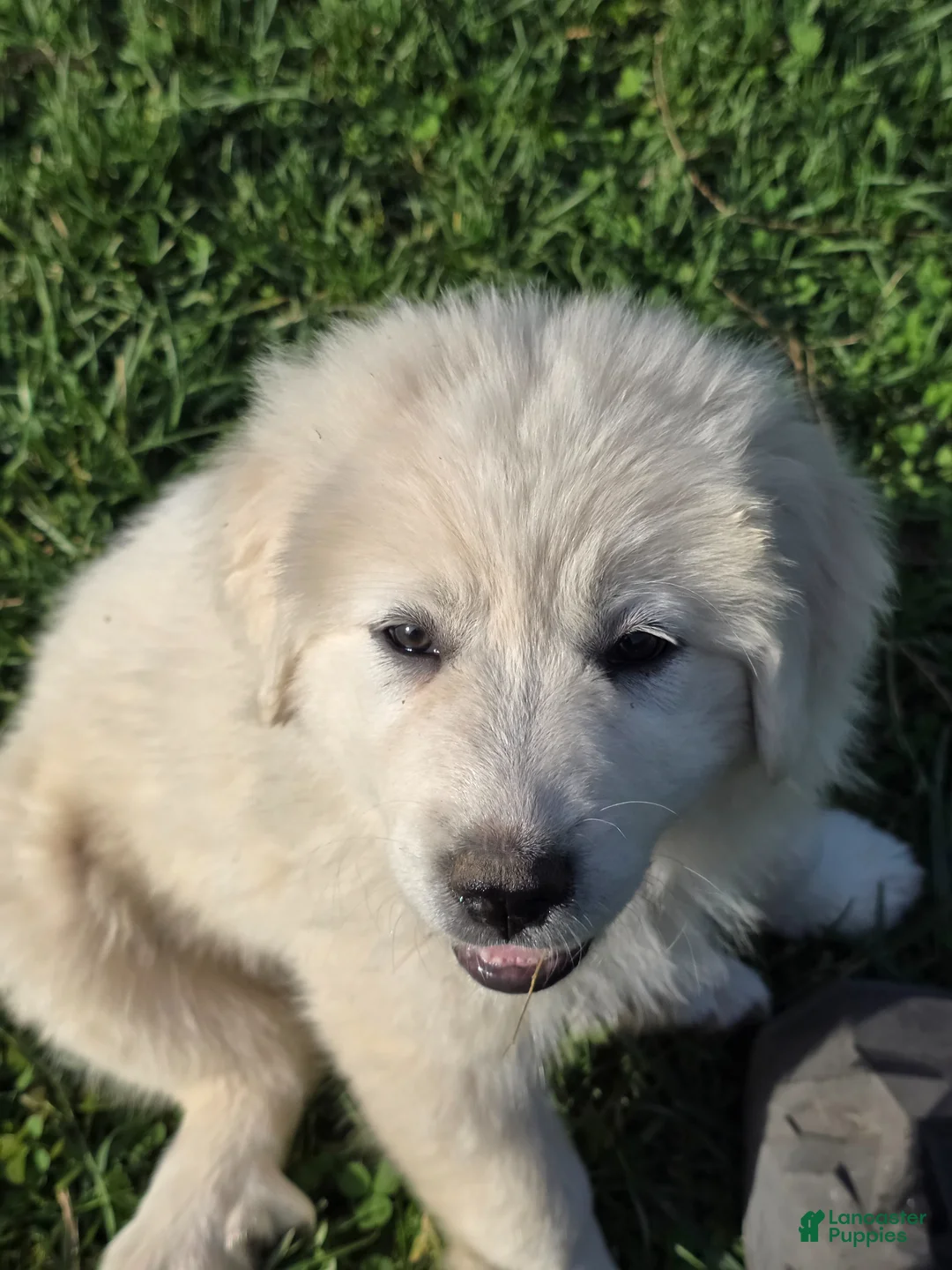 Great Pyrenees dogs for sale: Great Pyrenees Puppy 3 - Ad 1