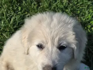 Great Pyrenees dogs Great Pyrenees Puppy 3 - Ad 7