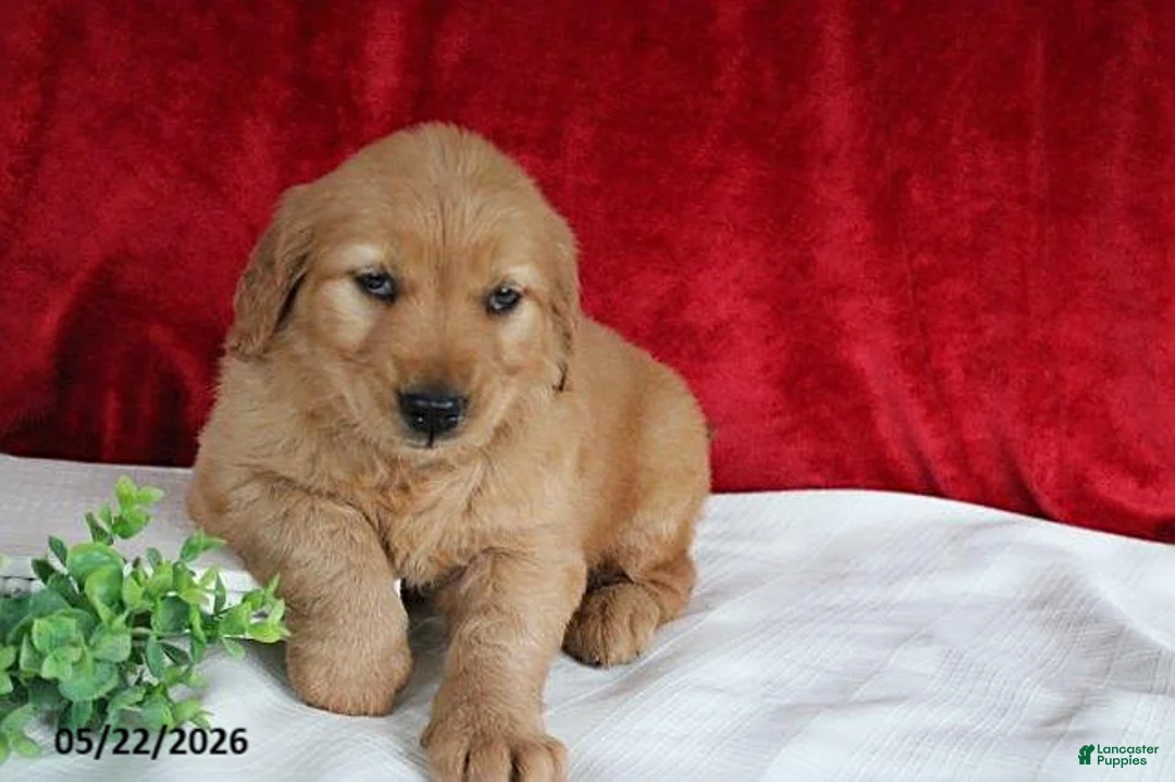 Golden Retriever dogs for sale: Rita - Ad 1