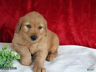 Golden Retriever dogs for sale: Rita - Ad 3