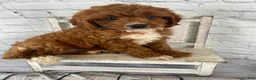 Cavapoo dogs for sale: Bentley - Ad 6