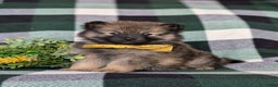 Pomeranian dogs for sale: Kegan - Ad 7