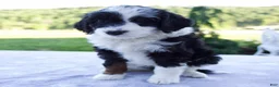 Mini Bernedoodle dogs for sale: Fiona - Ad 1