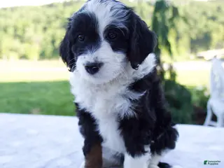 Mini Bernedoodle dogs for sale: Fiona - Ad 1