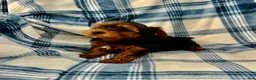 Yorkshire Terrier dogs for sale: Bill Boy-Yorkshire Terrier 2 - Ad 6