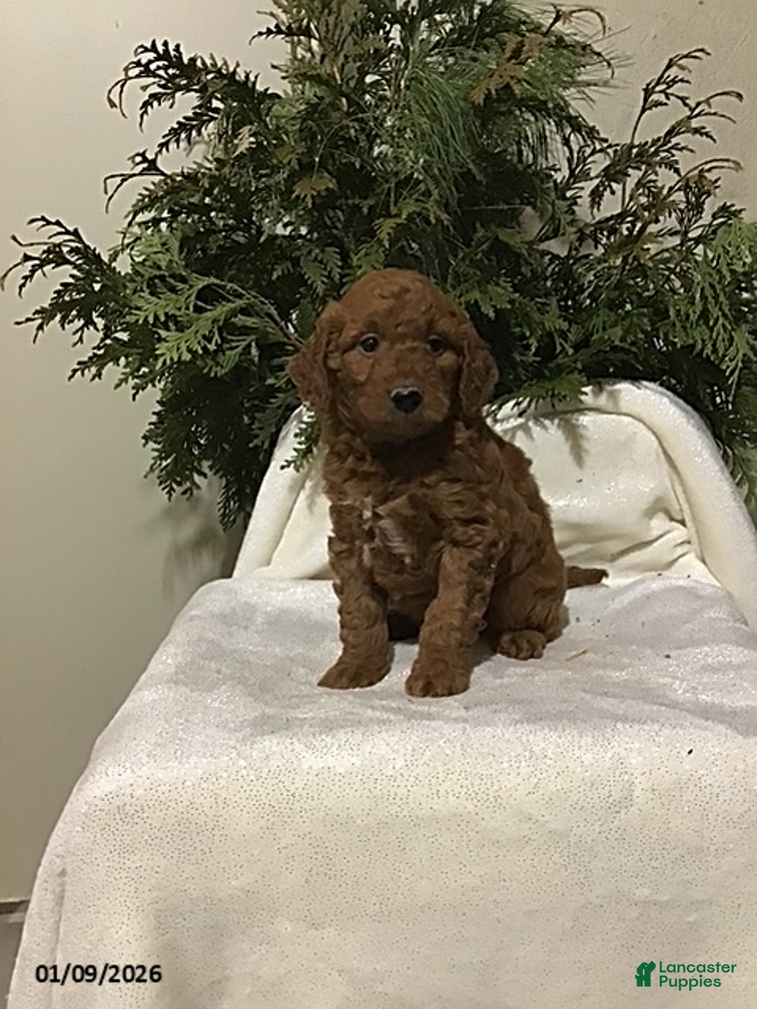 Mini Goldendoodle dogs for sale: Jade - Ad 1