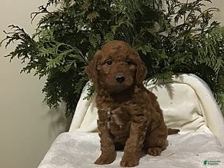 Mini Goldendoodle dogs Jade - Ad 41
