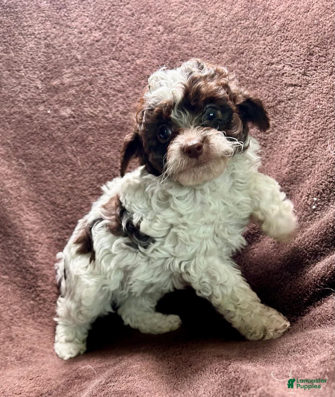 Cavapoo dogs for sale: Smores - Ad 2
