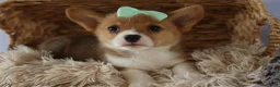 Welsh Corgi Pembroke dogs for sale: Zella 💗 - Ad 6