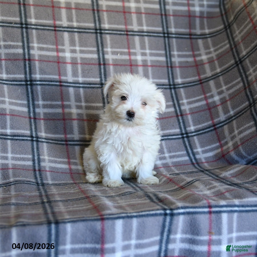 Maltese dogs Tina - Ad 2