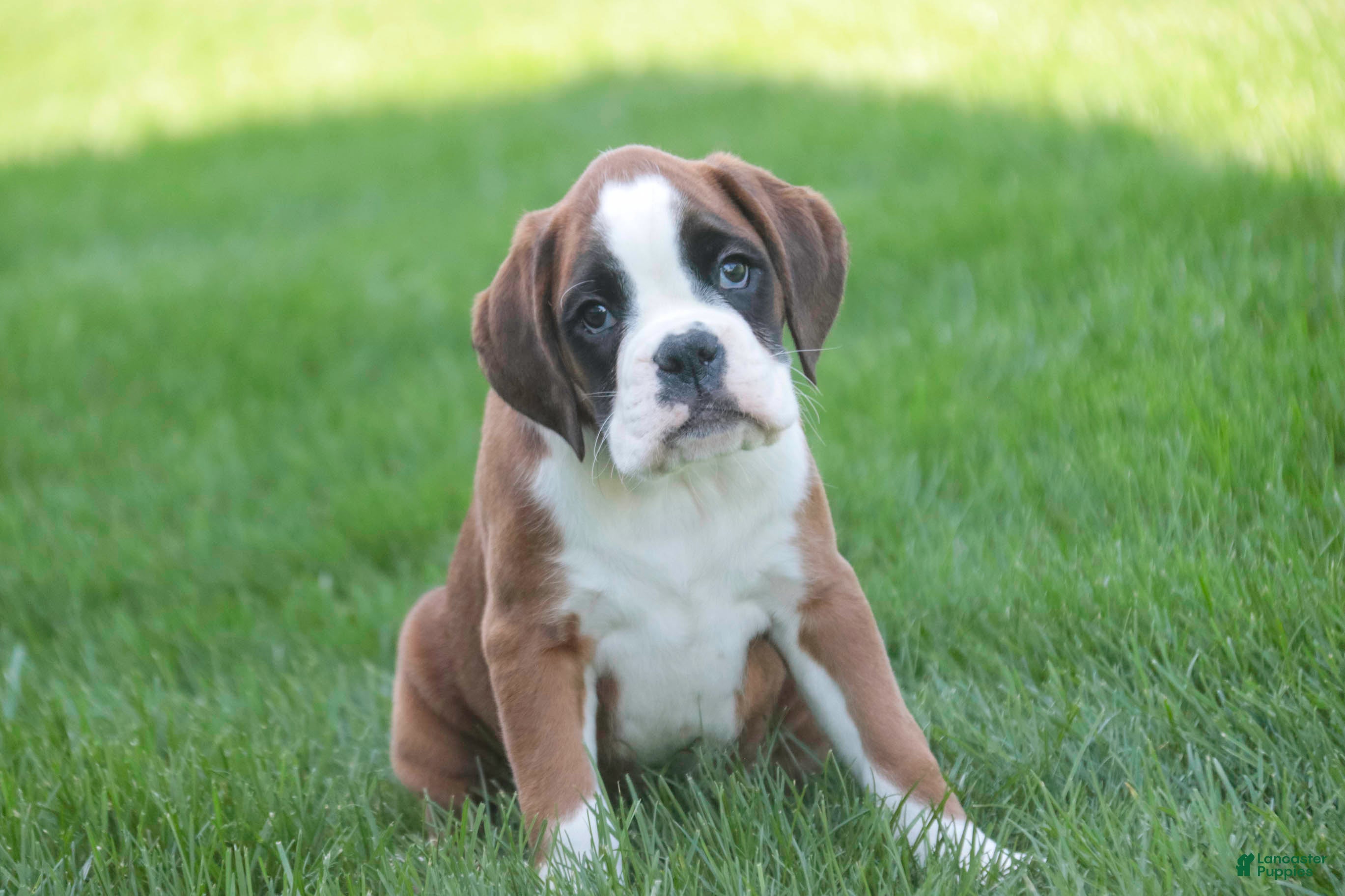 Boxer dogs for sale: Violet - Ad 3