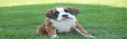 Boxer dogs for sale: Violet - Ad 1