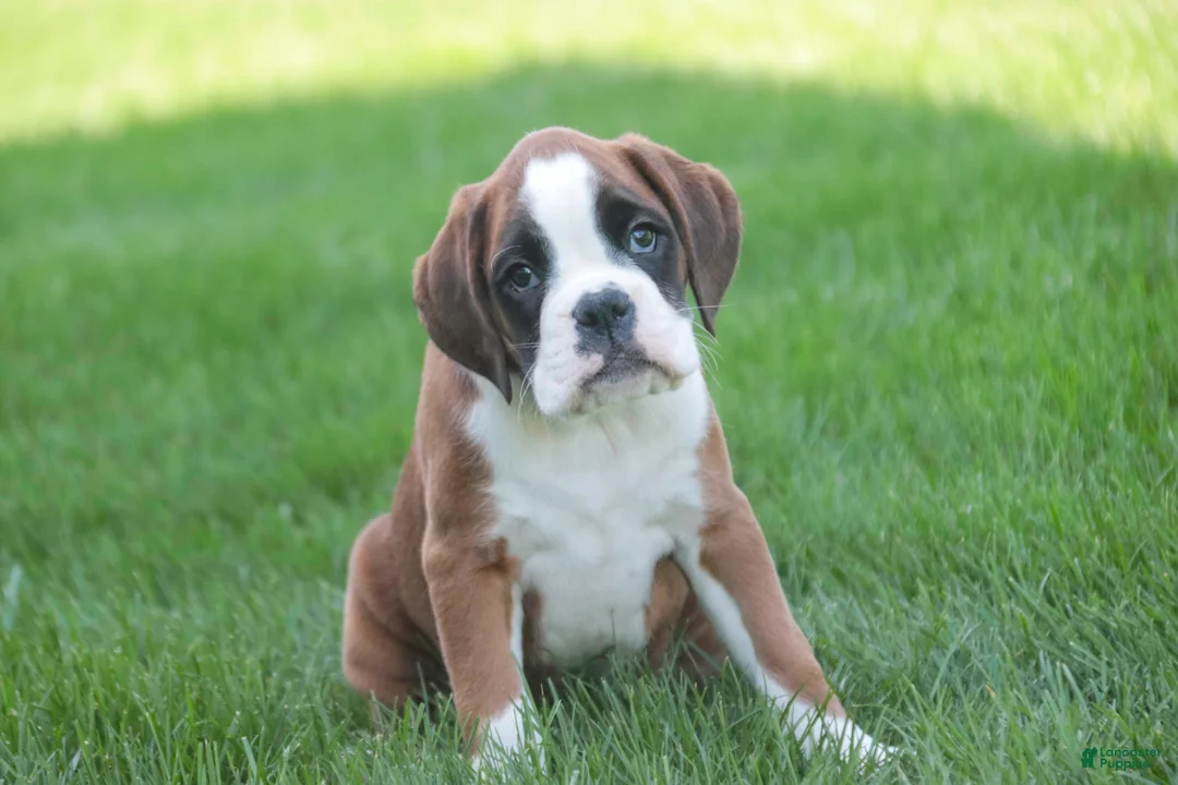 Boxer dogs for sale: Violet - Ad 1