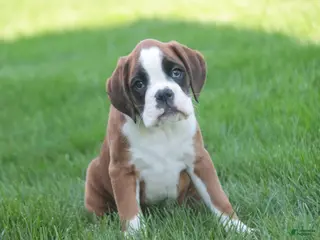 Boxer dogs for sale: Violet - Ad 3