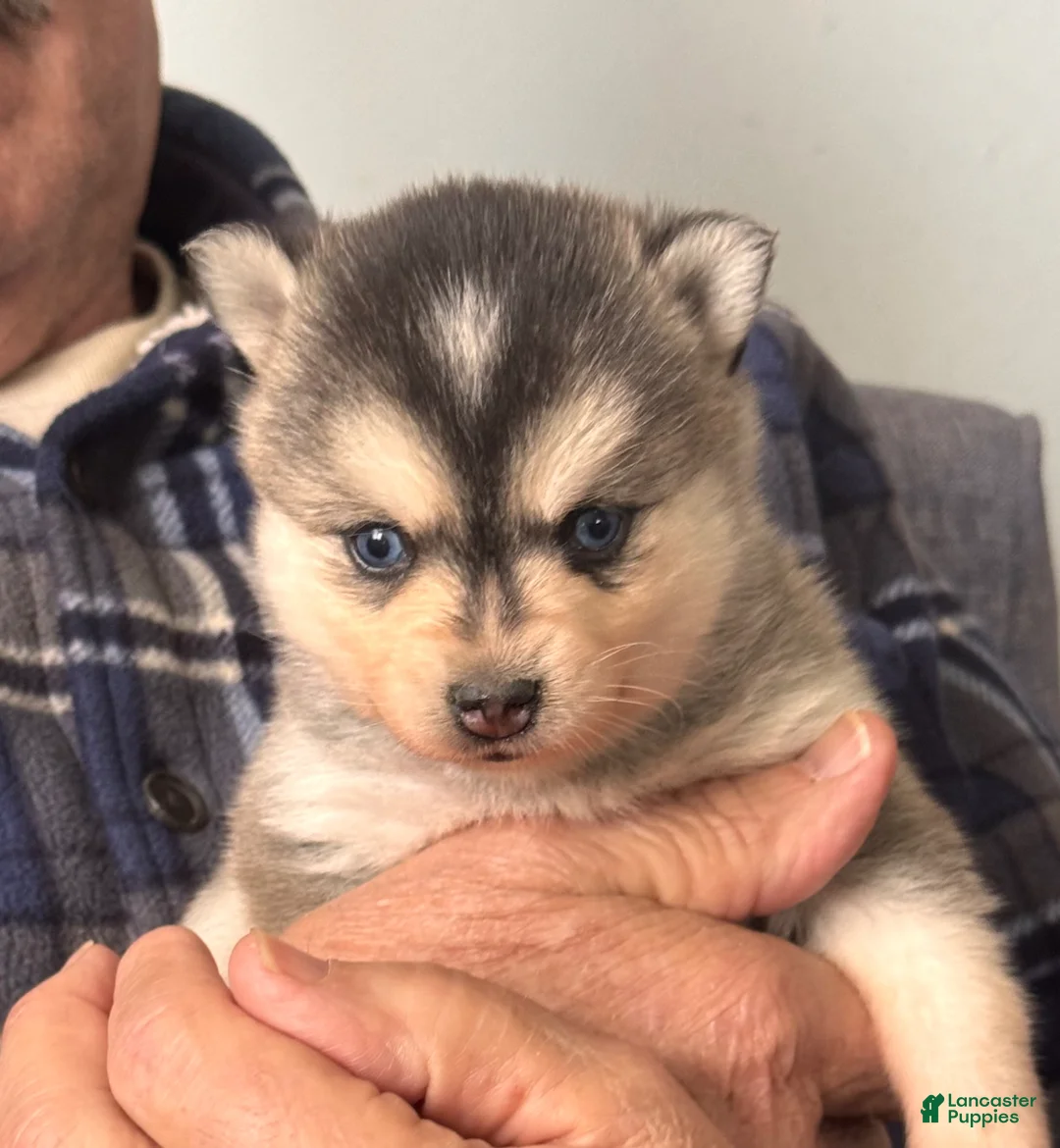 Alaskan Klee Kai dogs for sale: Kenny - Ad 6