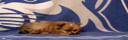 Pomeranian dogs for sale: Gianna - Ad 4