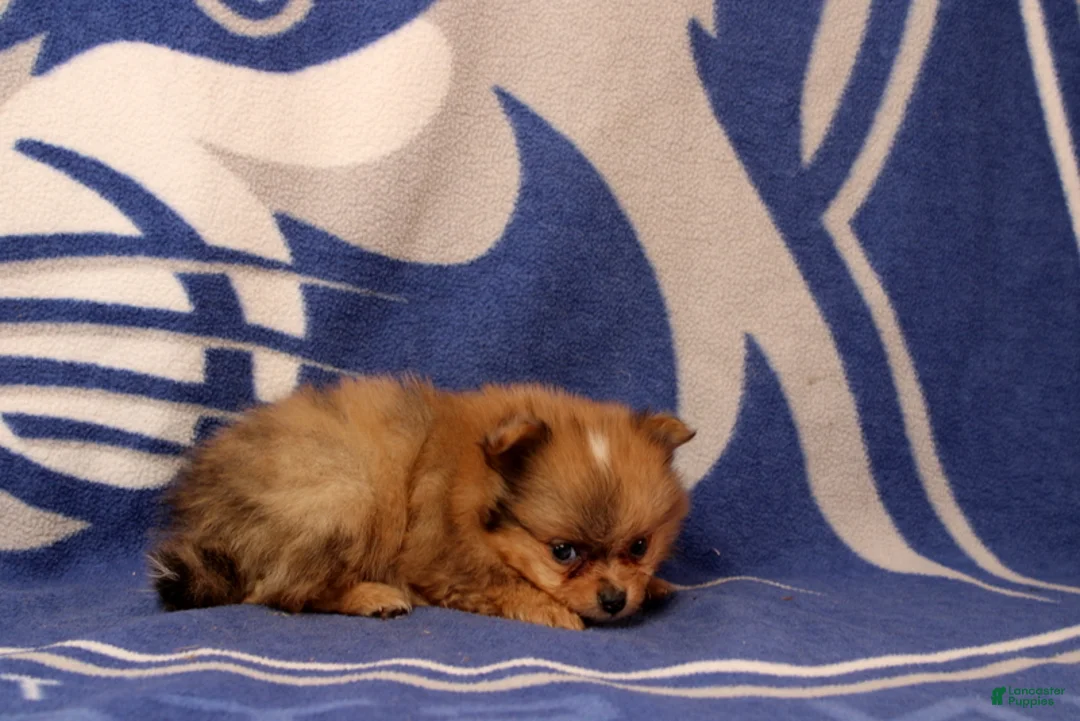 Pomeranian dogs for sale: Gianna - Ad 4