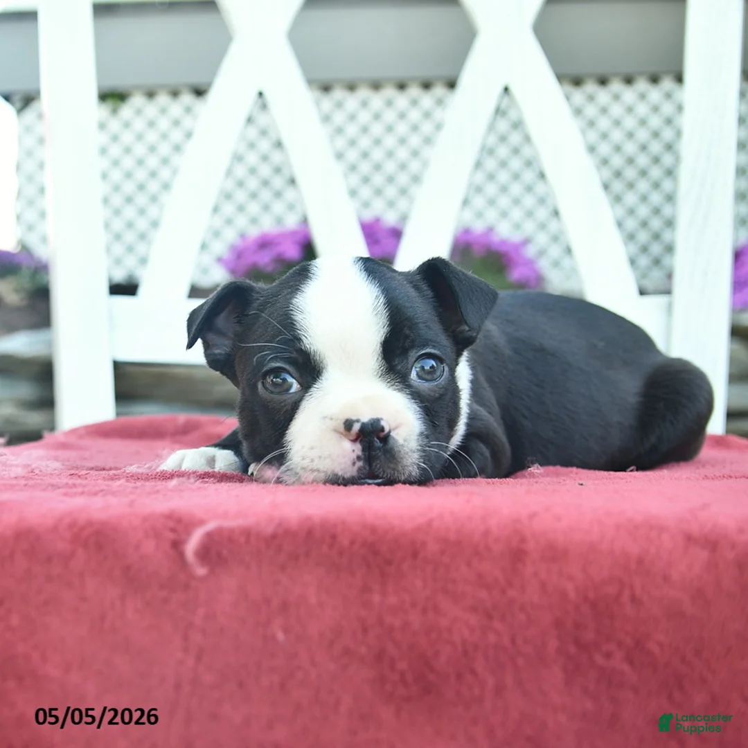 Boston Terrier dogs for sale: Patriot - Ad 5
