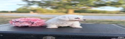 Bichon Frise dogs for sale: Bichon Frise - Meadow - Ad 2
