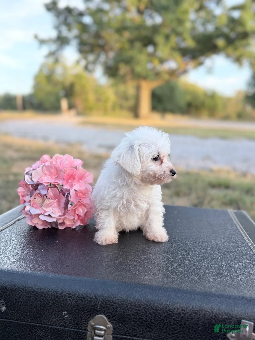 Bichon Frise dogs for sale: Bichon Frise - Meadow - Ad 2