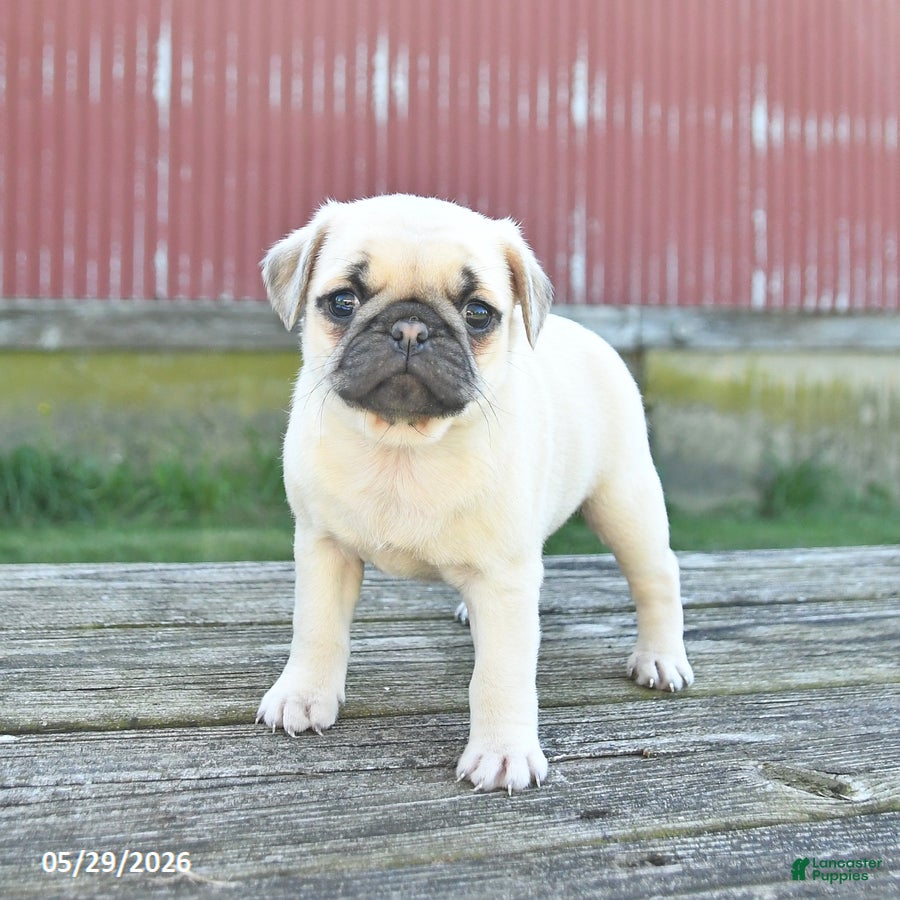Pug dogs Lilac - Ad 2