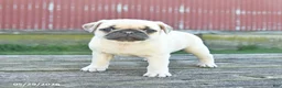 Pug dogs for sale: Lilac - Ad 2