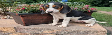 Mixed Breed 6