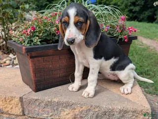 Mixed Breed dogs Mixed Breed 6 - Ad 32