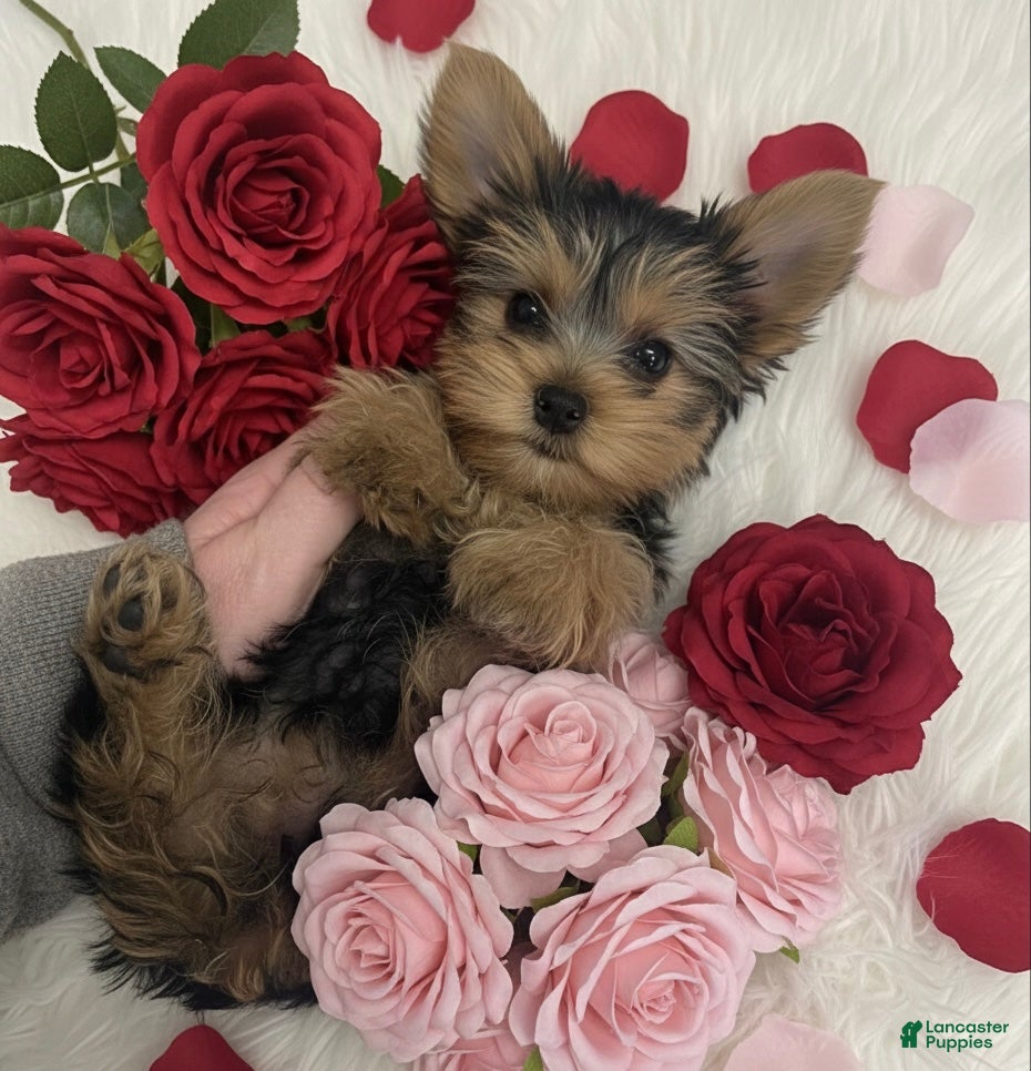 Yorkshire Terrier dogs Rose - Ad 1