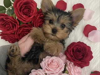Yorkshire Terrier dogs Rose - Ad 24