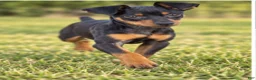 Miniature Pinscher dogs for sale: Tilly - Ad 4