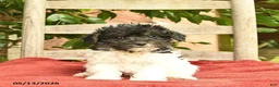 Yorkiepoo dogs for sale: Crystal  - Ad 1