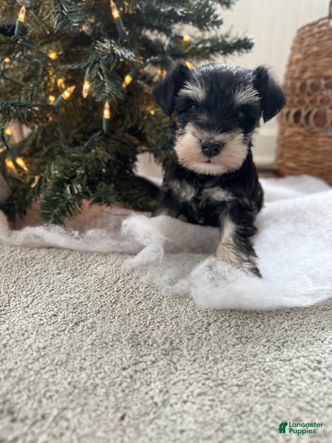 Miniature Schnauzer dogs for sale: Brody - Ad 2