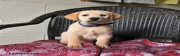 Labrador Retriever dogs for sale: Buttercup - Ad 3
