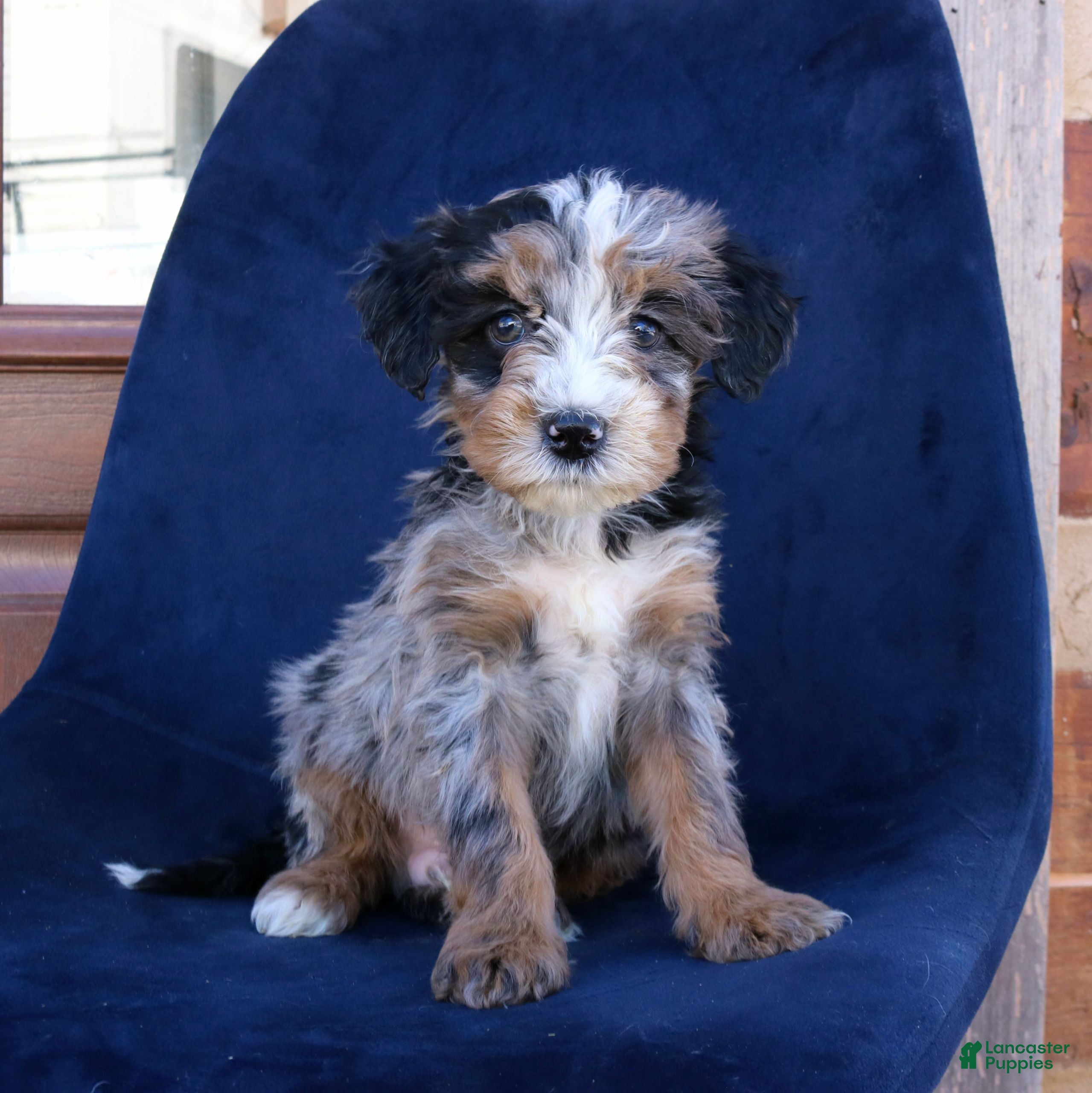 Mini Bernedoodle dogs Felix - Ad 11