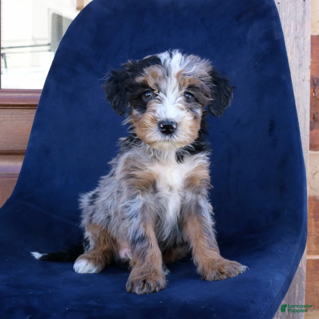 Mini Bernedoodle dogs for sale: Felix - Ad 1