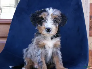 Mini Bernedoodle dogs Felix - Ad 11