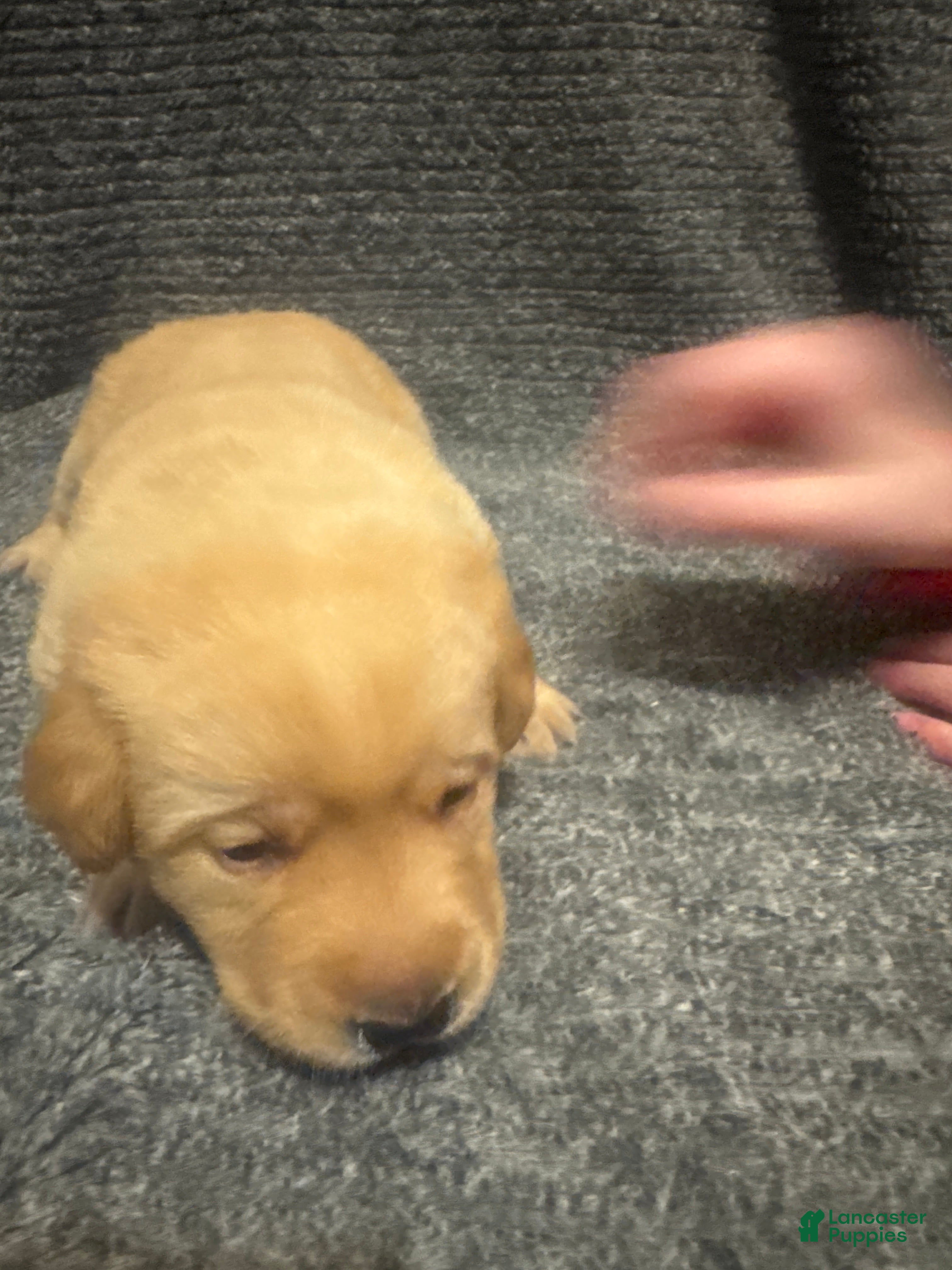 Labrador Retriever dogs for sale: White - Ad 4