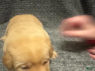 Labrador Retriever dogs for sale: White - Ad 4