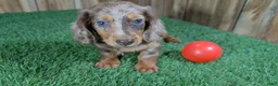 Miniature Dachshund dogs for sale: Sweetie Boy 2 - Ad 1
