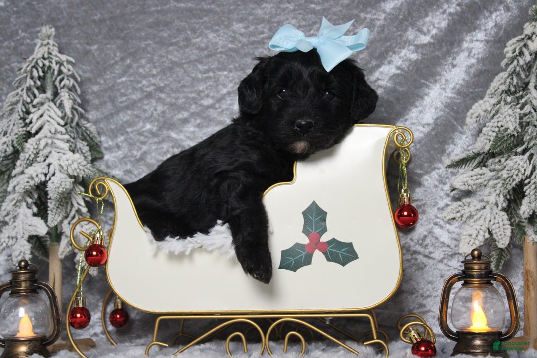 Aussiedoodle dogs for sale: Annika - Ad 2