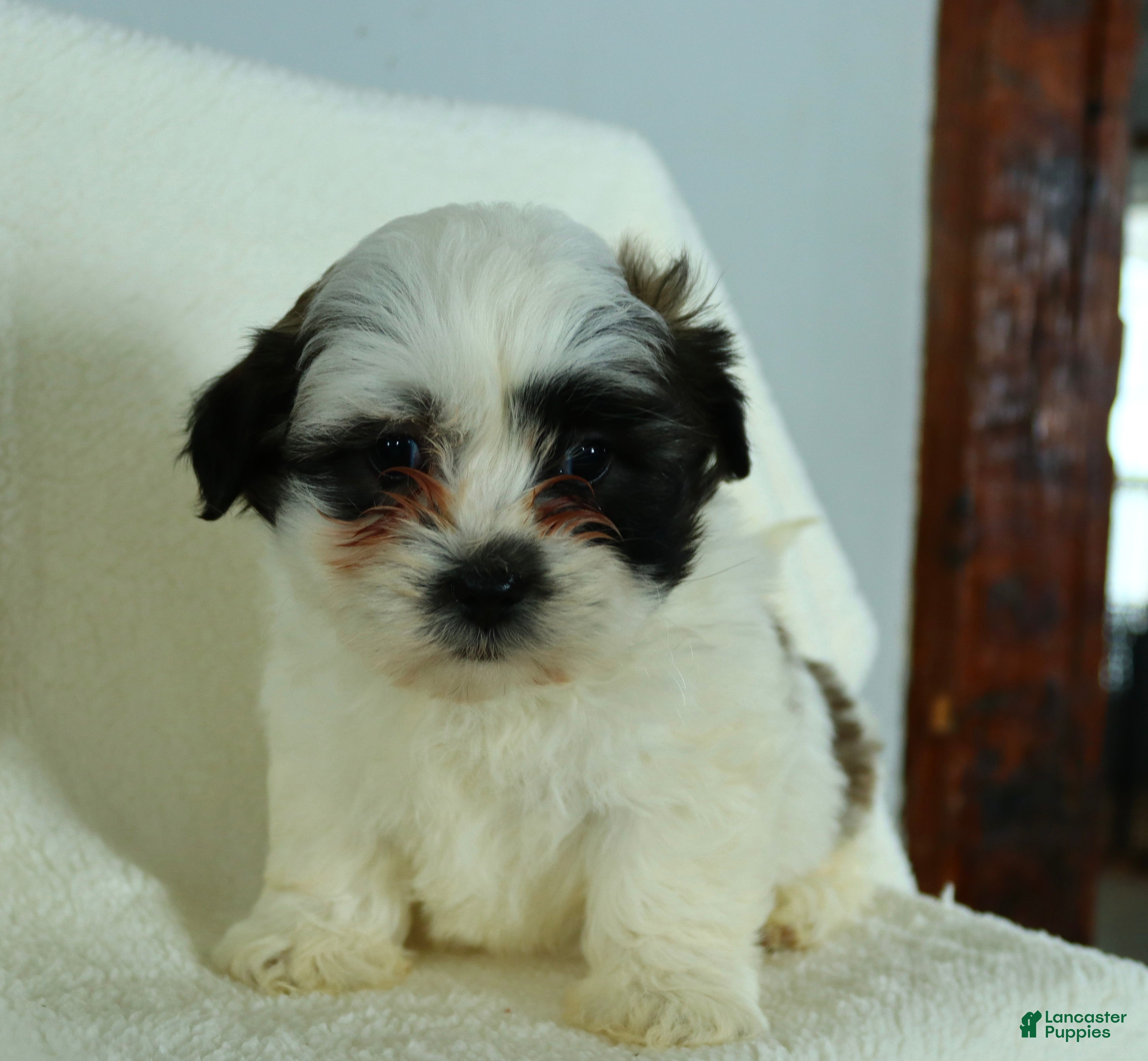 Teddy Bear dogs Rodger - Ad 42