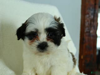 Teddy Bear dogs Rodger - Ad 42