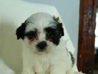 Teddy Bear dogs Rodger - Ad 42