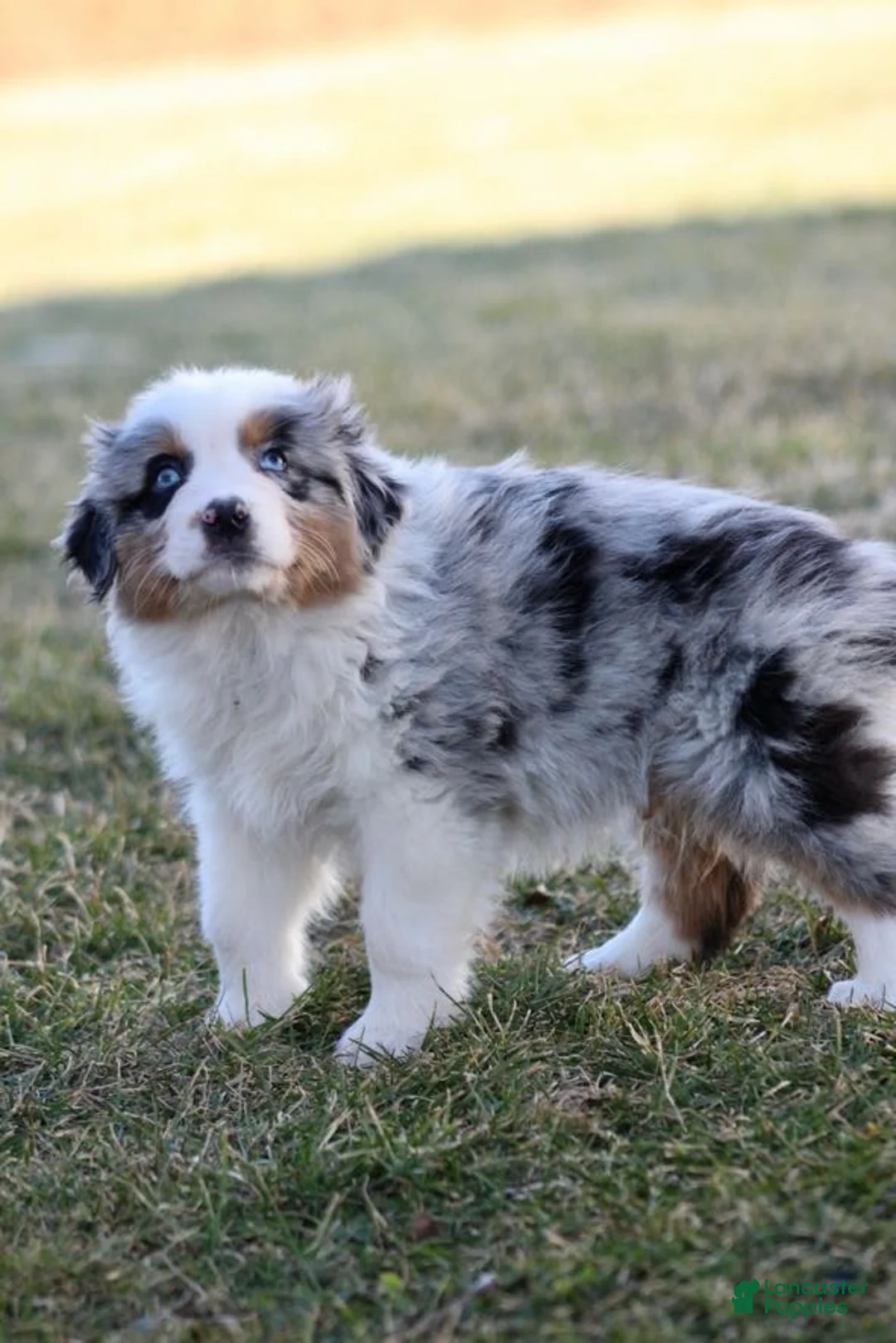 Australian Shepherd dogs for sale: Bandit  - Ad 2