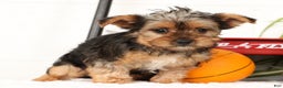 Yorkshire Terrier dogs for sale: Lola - Ad 5