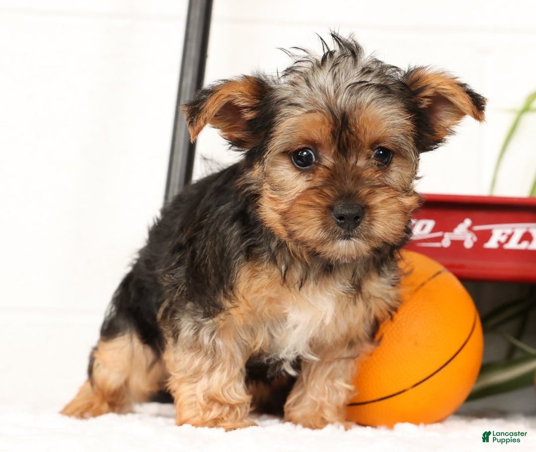 Yorkshire Terrier dogs for sale: Lola - Ad 5