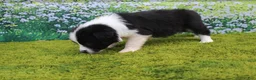 Australian Shepherd dogs for sale: Louie - Ad 3