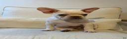 French Bulldog dogs for sale: French Bulldog 1 - Ad 5